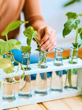 Hydroponics Mastery:
A Beginner's Complete Guide to Soil-Free Growing Systems