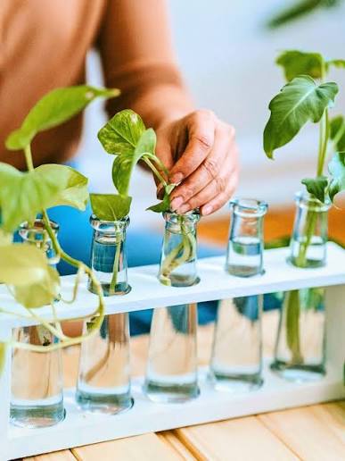 Hydroponics Mastery:
A Beginner's Complete Guide to Soil-Free Growing Systems